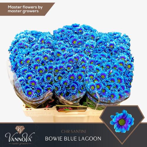 Chrysanthemum (Indicum Grp) tros santini  AAA Bowie kleurbehandeld H%