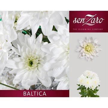 Chrysanthemum Indicum Grp tros kas Baltica