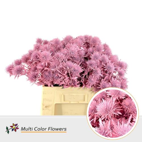 Eryngium alpinum kleurbehandeld H%