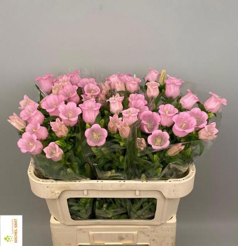 Campanula medium 'Campana Pearl Pink'