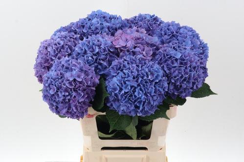 Hydrangea macrophylla 'Rodeo' (paars)