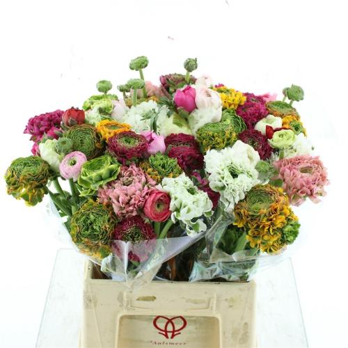Ranunculus overig