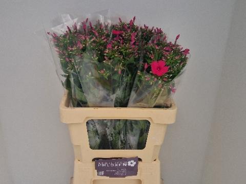 Phlox Paniculata Grp Tracy