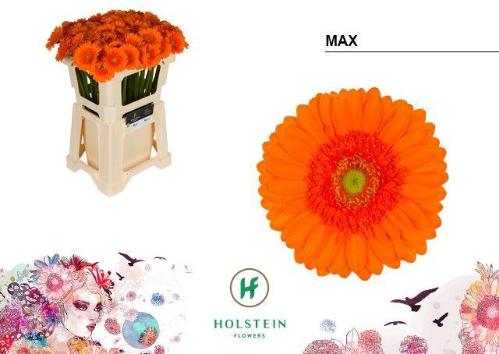 Gerbera mini Max