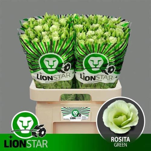 Eustoma russellianum gevuldbloemig 'Rosita Green'