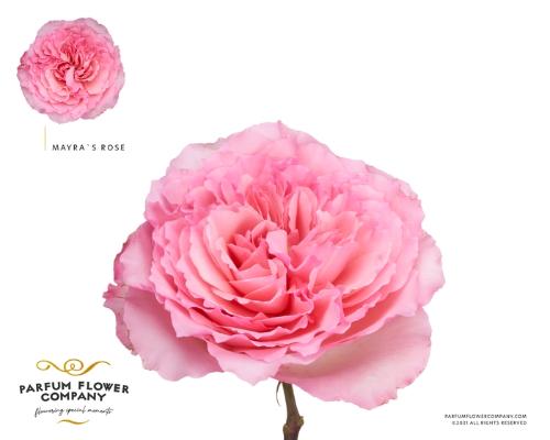 Rosa grootbloemig Mayra'S Rose Pink