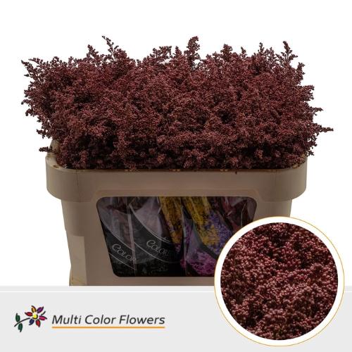 Solidago kleurbehandeld H%