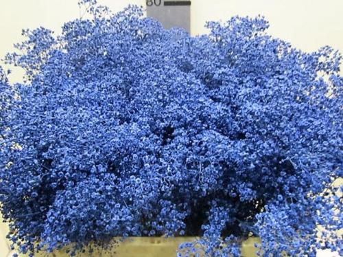 Gypsophila overig kleurbehandeld H%