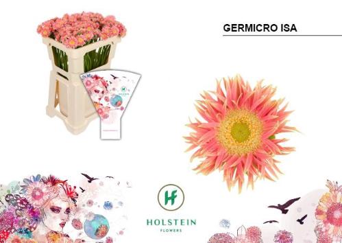 Gerbera nano Germicro Isa