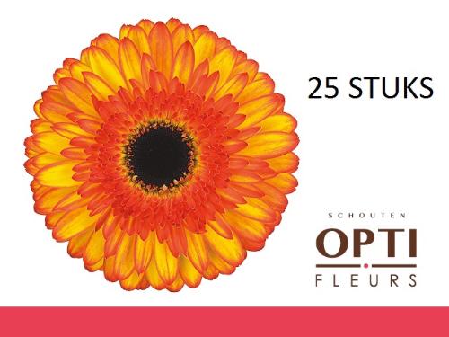 Gerbera grootbloemig Spotlight