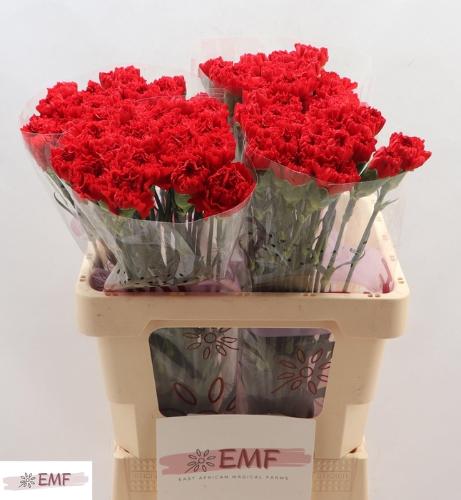 Dianthus standaard Don Pedro