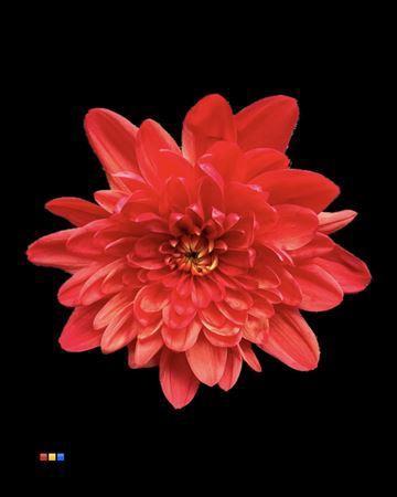 Chrysanthemum Indicum Grp tros kas kleurbehandeld H%