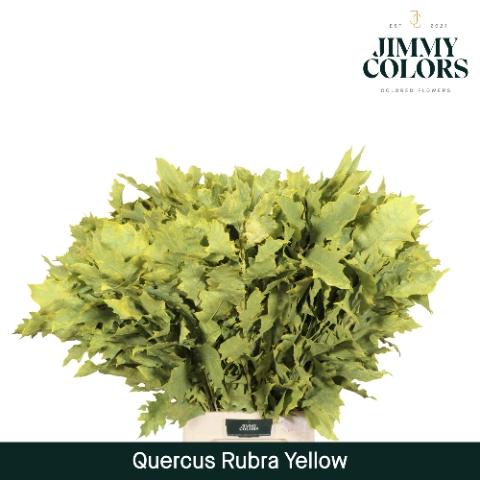 Quercus rubra kleurbehandeld H%