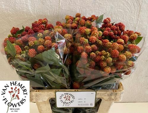 Rubus fruticosus 'Chester'