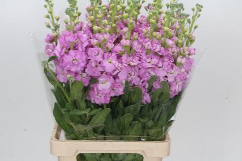 Matthiola incana 'Iron Pink'
