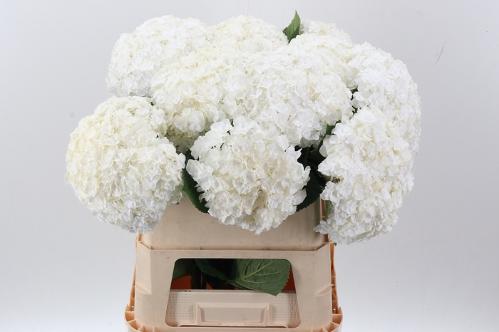 Hydrangea macrophylla Royal Highness