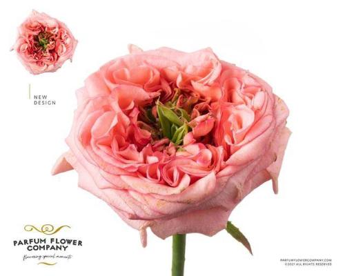Rosa grootbloemig New Design