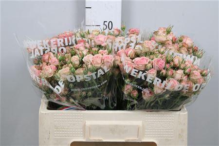 Rosa tros Pepita