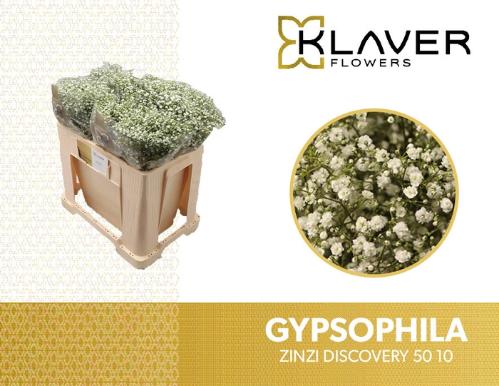 Gypsophila paniculata Zinzi Discovery