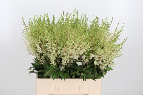 Astilbe Arendsii Grp 'Diamant'