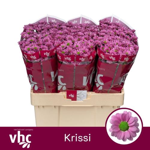 Chrysanthemum Indicum Grp tros Krissi