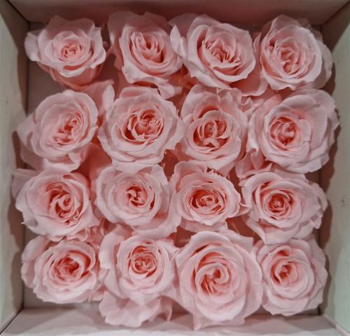 Rosa grootbloemig kleurbehandeld H%