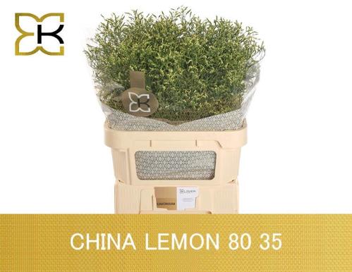 Limonium sinense China Lemon