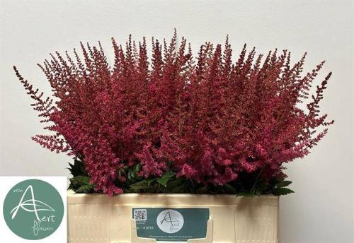 Astilbe Arendsii Grp 'Else Schluck'