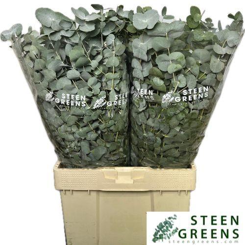 Eucalyptus per bos cinerea