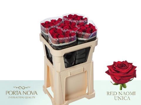 Rosa grootbloemig Red Naomi!