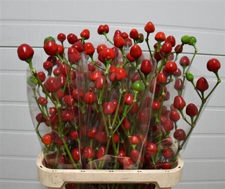 Capsicum annuum 'Xmas'