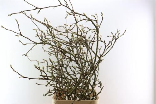 Magnolia grandiflora