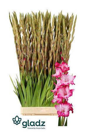 Gladiolus (Large-flowered Grp) 'Milkshake'