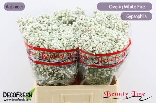 Gypsophila paniculata overig