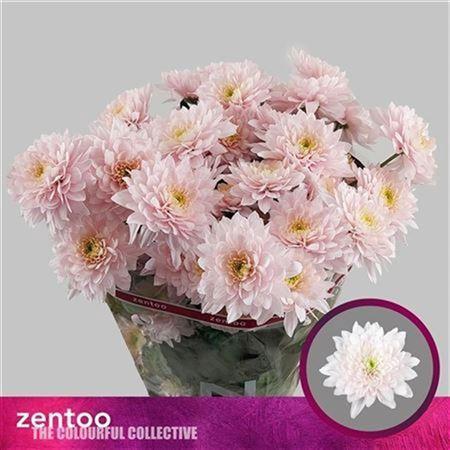 Chrysanthemum (Indicum Grp) tros Pastela Rosé