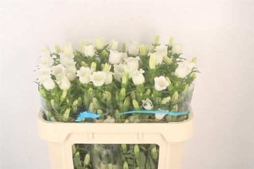 Campanula medium 'Champion White'