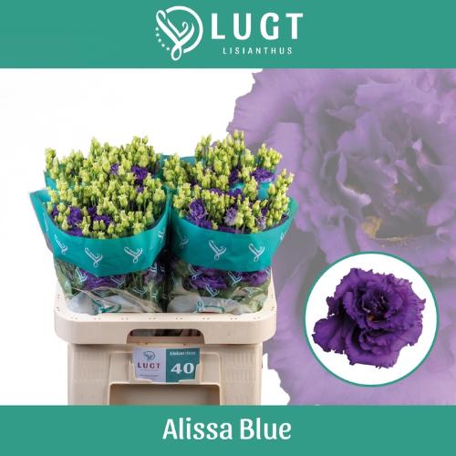 Eustoma russellianum gevuldbloemig 'Alissa Blue'