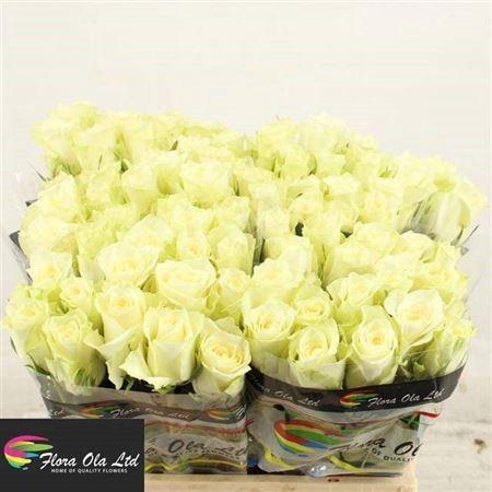 Rosa grootbloemig Athena