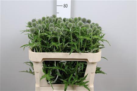 Echinops bannaticus 'Blue Globe'