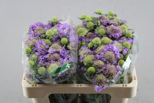 Scabiosa atropurpurea Bon Bon Scoop Ube
