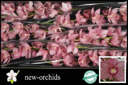 Cymbidium grootbloemig 'Belle Star'