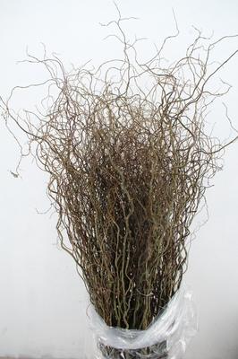 Salix babylonica 'Tortuosa'