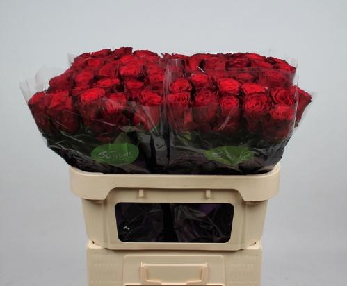 Rosa grootbloemig Rhodos