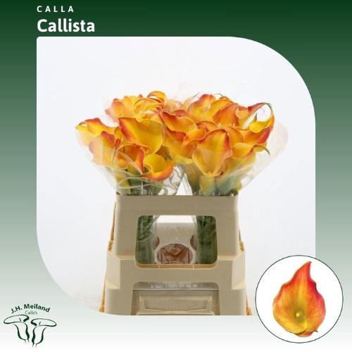 Zantedeschia 'Callista'