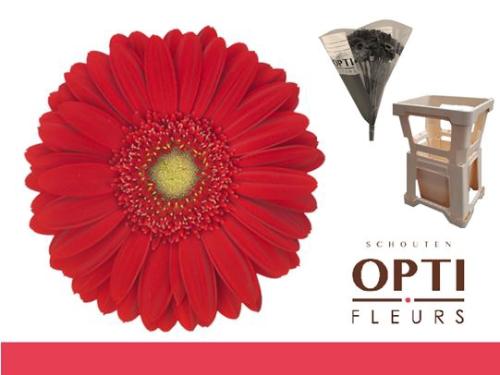 Gerbera grootbloemig 'Carambole'