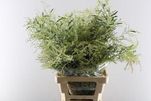 Acacia x hamburyana bloeiend per bos