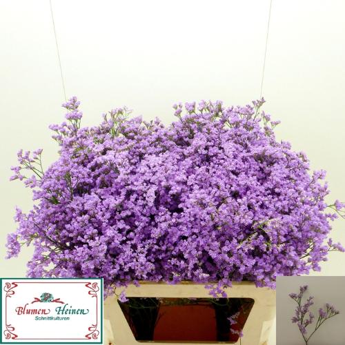 Limonium Utah Blue