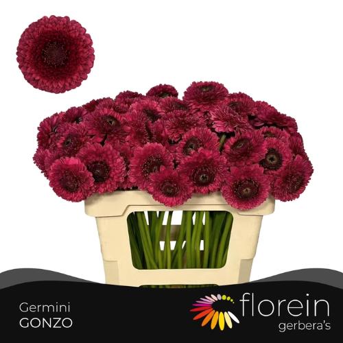 Gerbera mini bolvormig Pomponi Gonzo