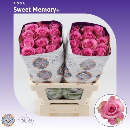 Rosa grootbloemig Sweet Memory+