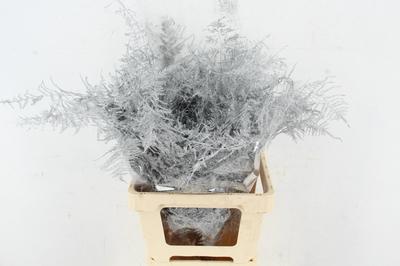 Asparagus overig kleurbehandeld H%